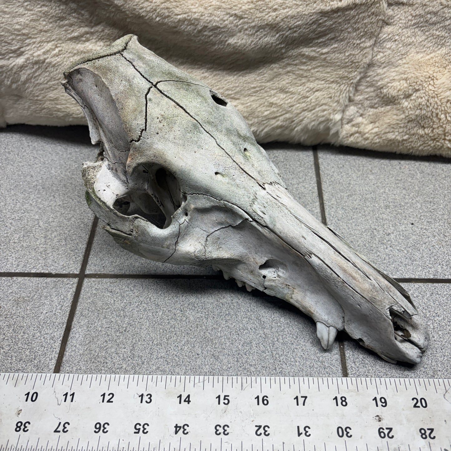 Wild Boar Skull - Natural, headshot