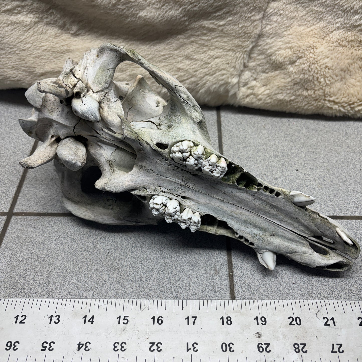 Wild Boar Skull - Natural, headshot