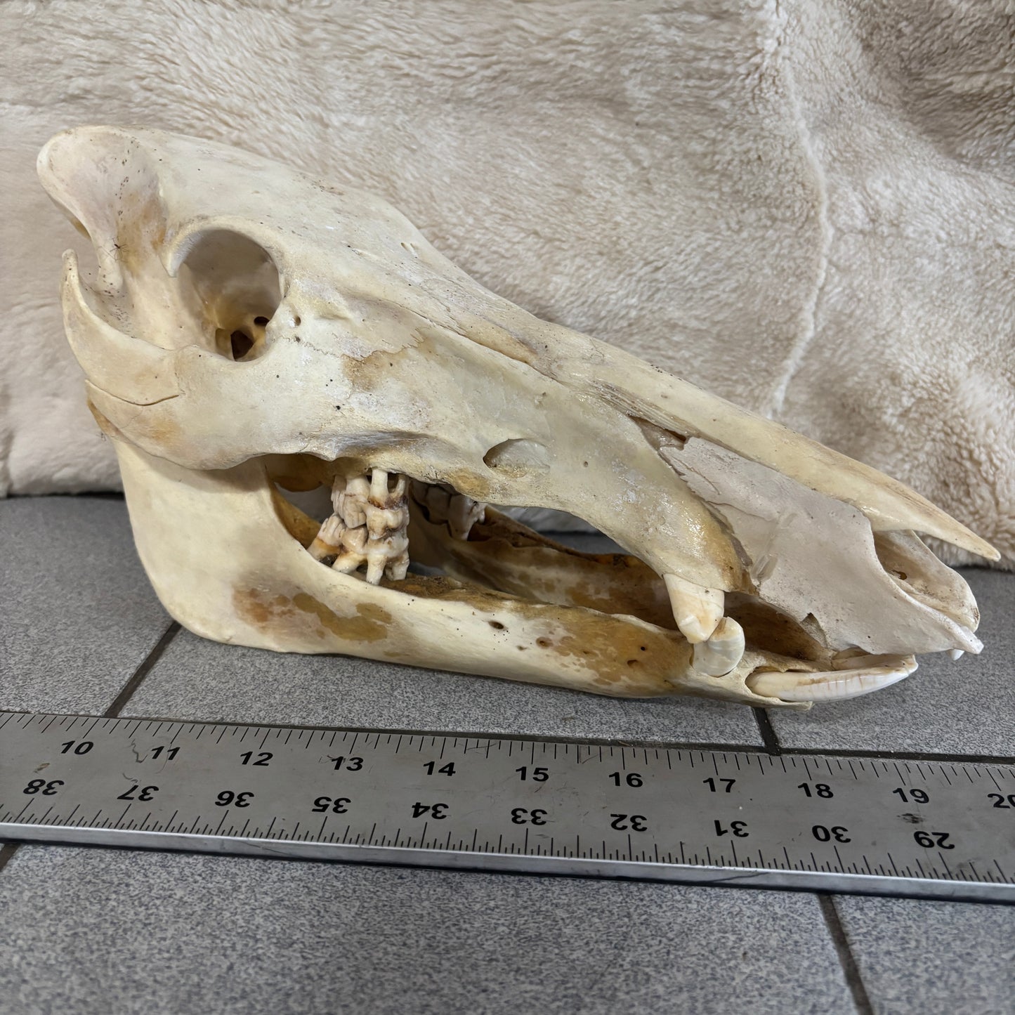 Wild Boar Skull - Natural, bad teeth