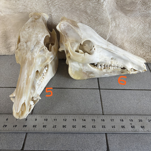 Wild boar skull - Medium