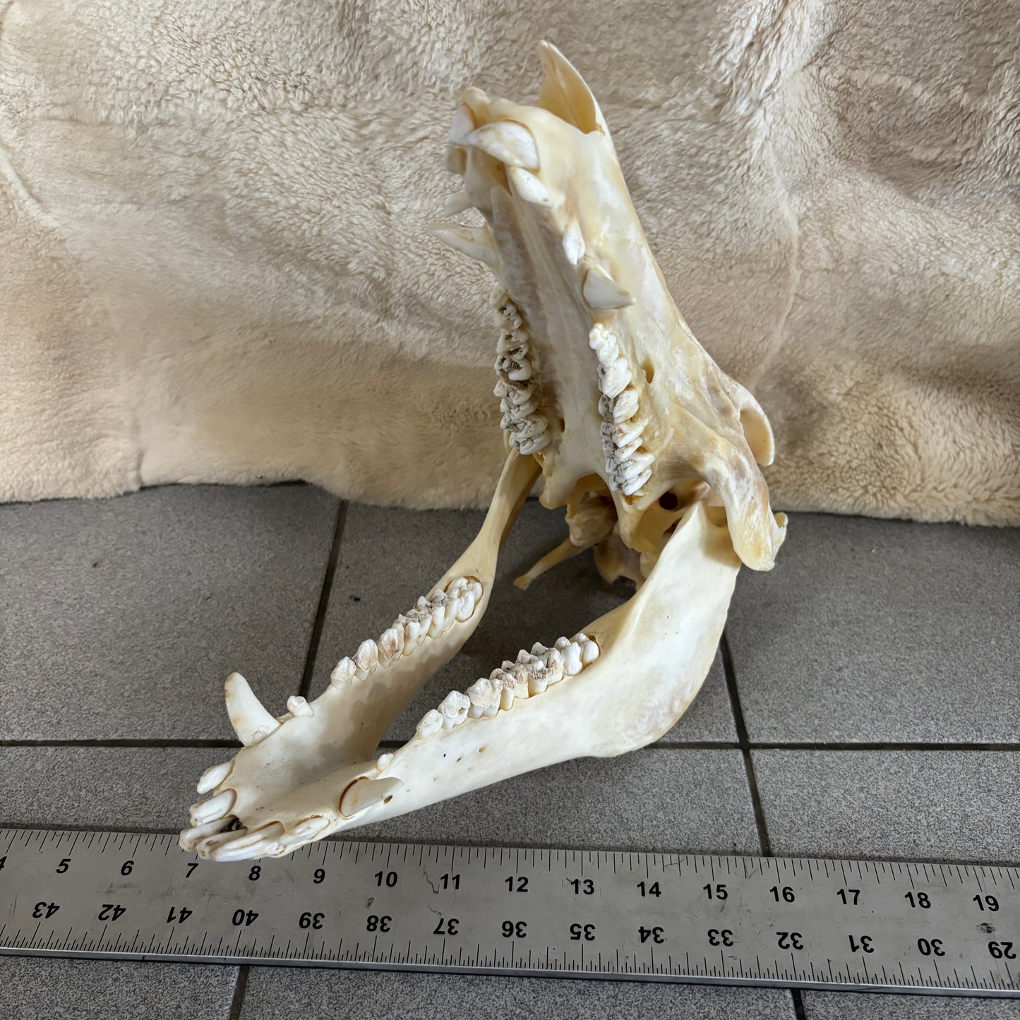 Wild boar skull - Medium