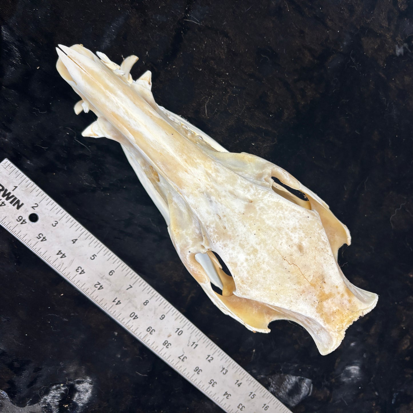 Wild boar skull - Medium