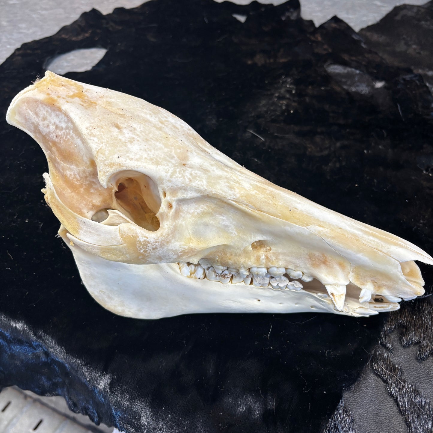 Wild boar skull - Medium