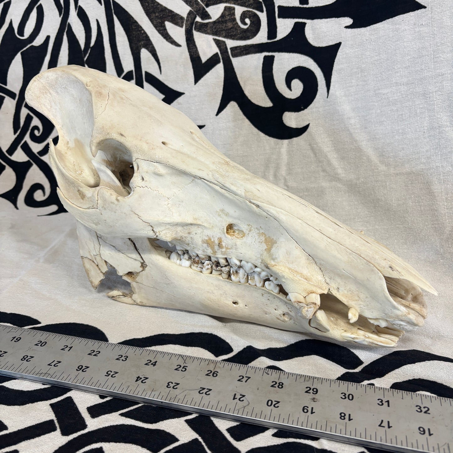 Wild Boar Skull - Whitened, lower jaw damage