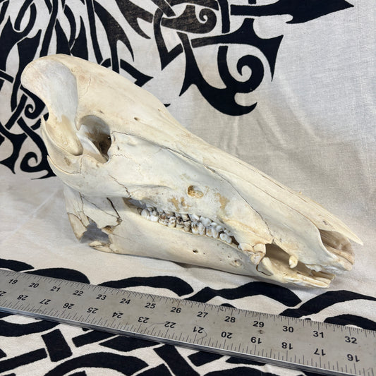 Wild Boar Skull - Whitened, lower jaw damage