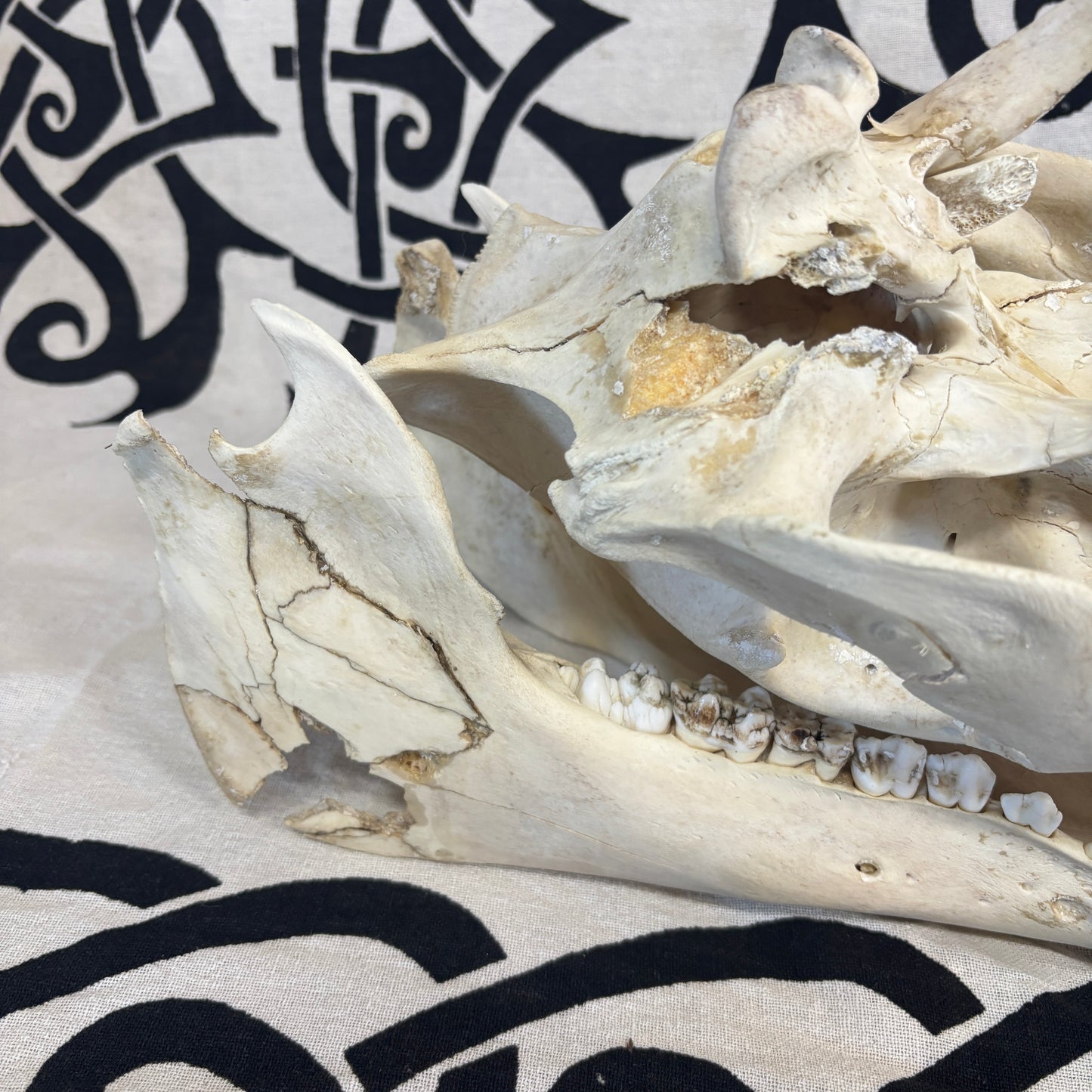 Wild Boar Skull - Whitened, lower jaw damage