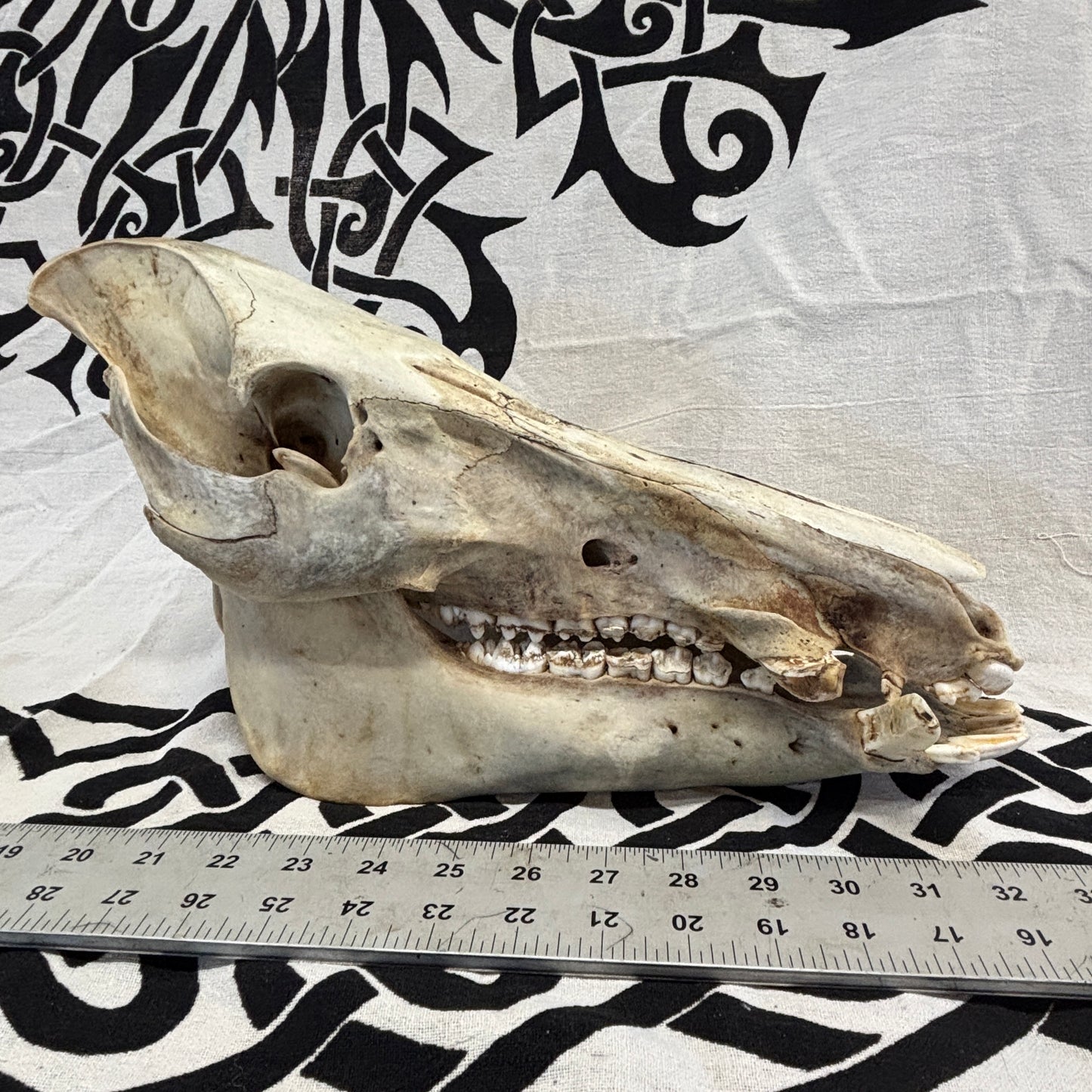 Wild Boar Skull - Natural, large