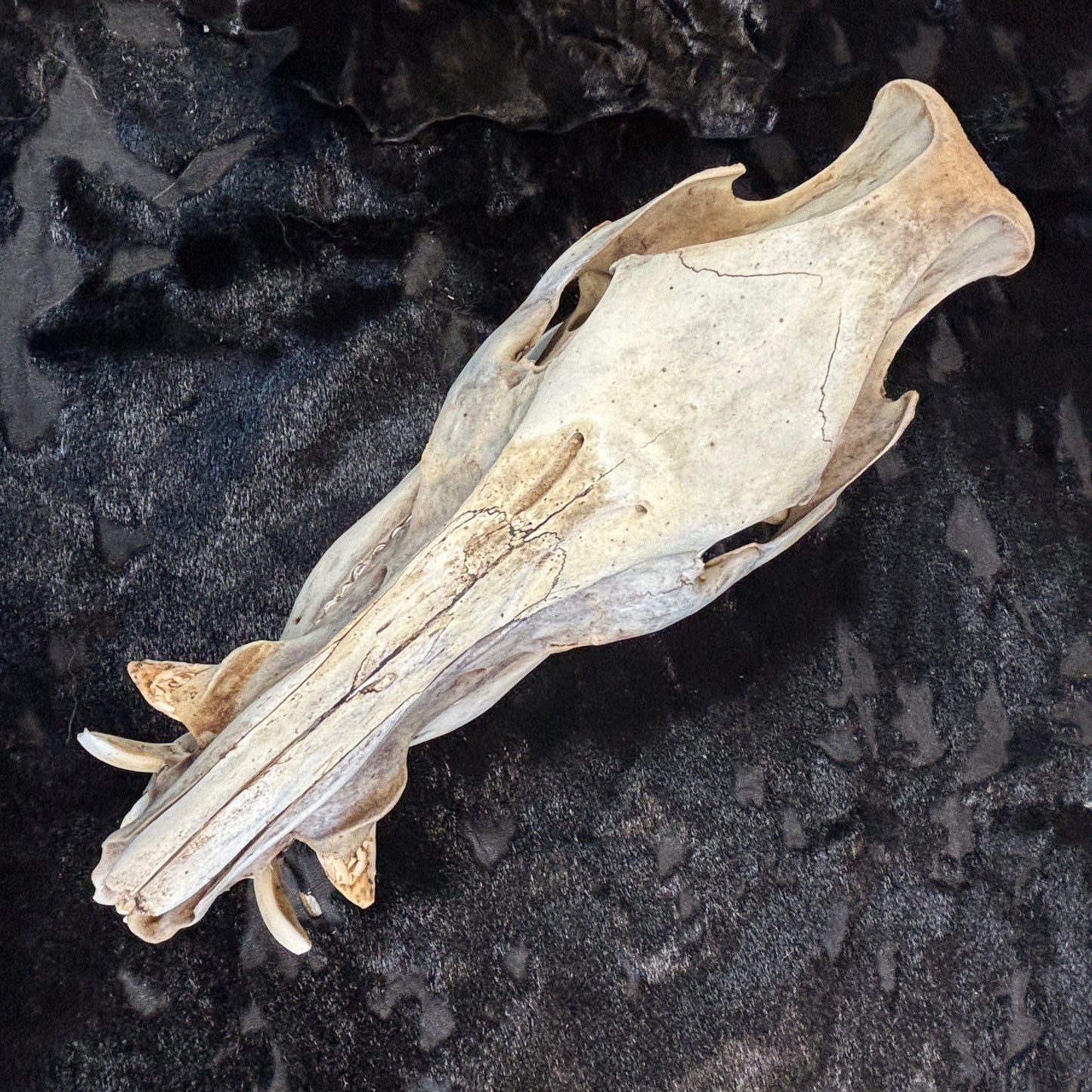 Wild Boar Skull - Natural, large