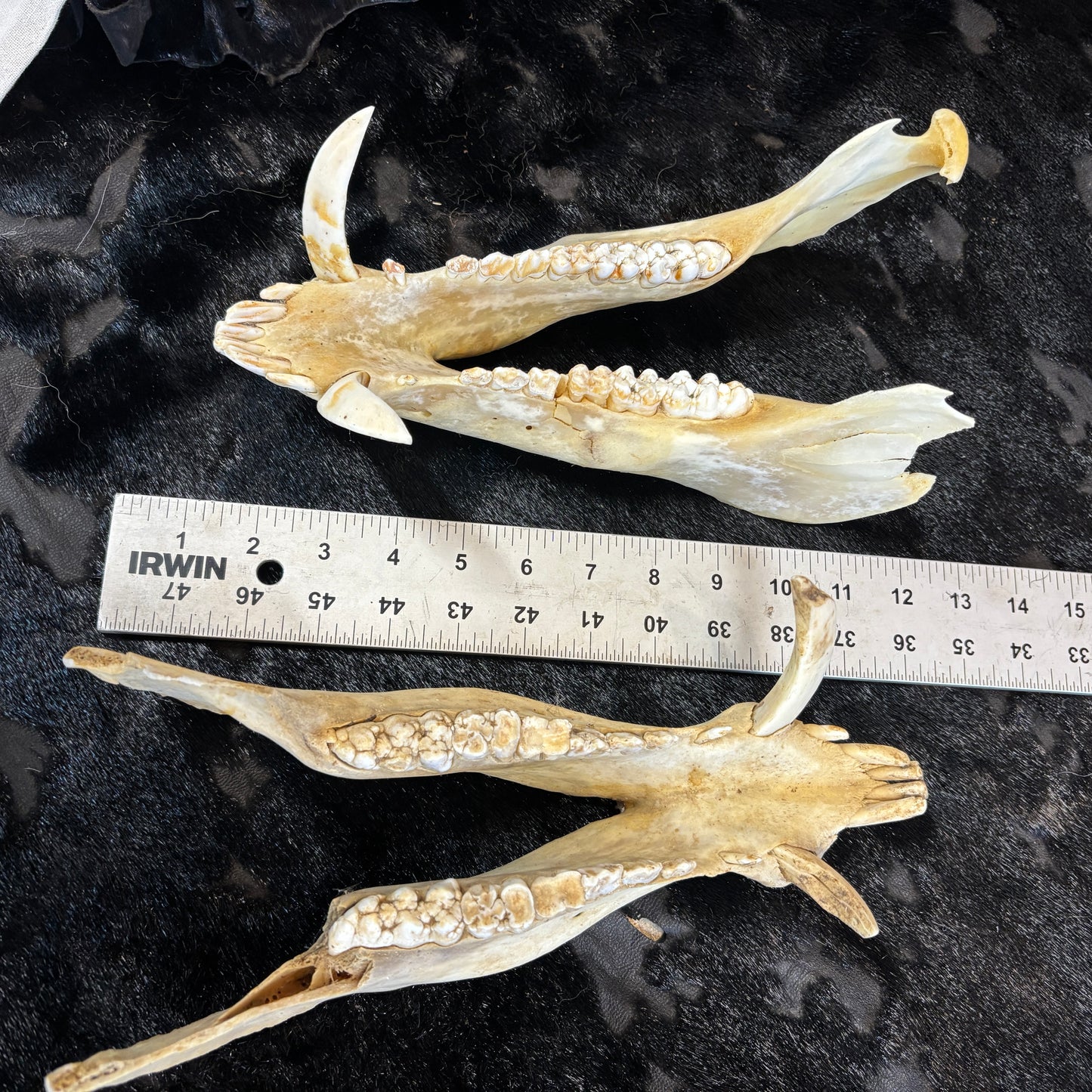 Wild boar lower jaws - Large, damaged