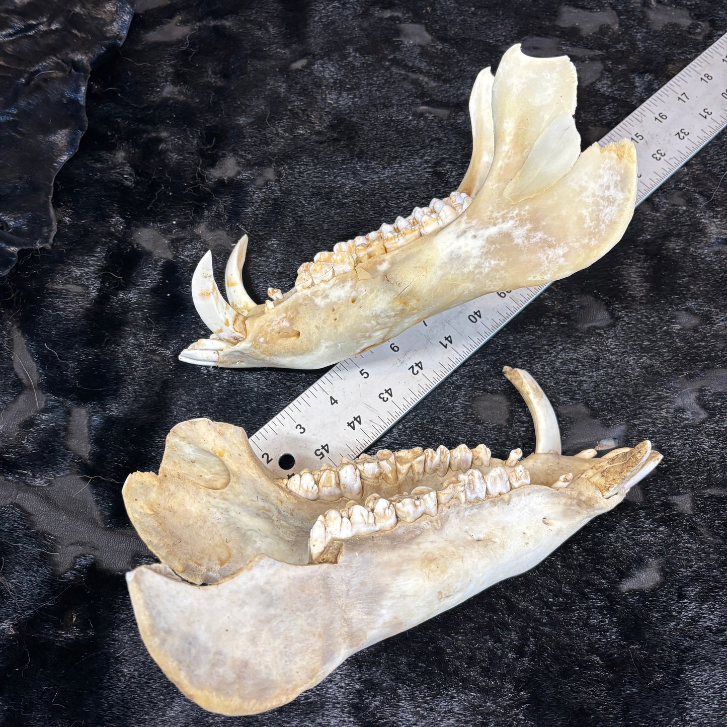 Wild boar lower jaws - Large, damaged