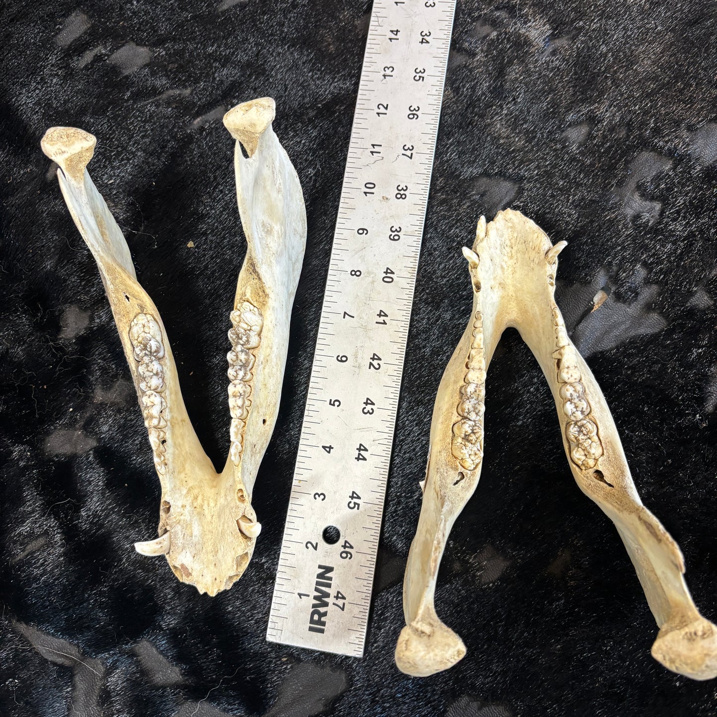 Wild boar lower jaws - Small, damaged