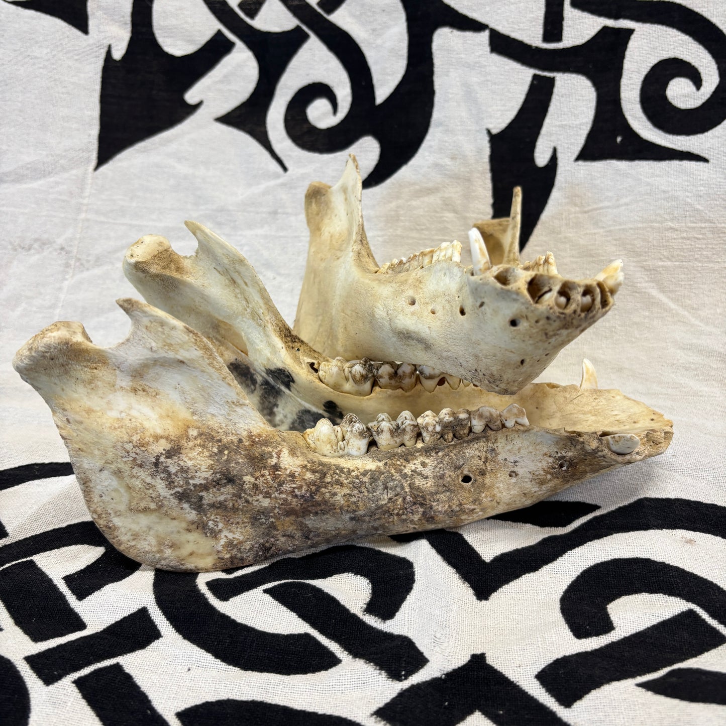 Wild boar lower jaws - Small, damaged