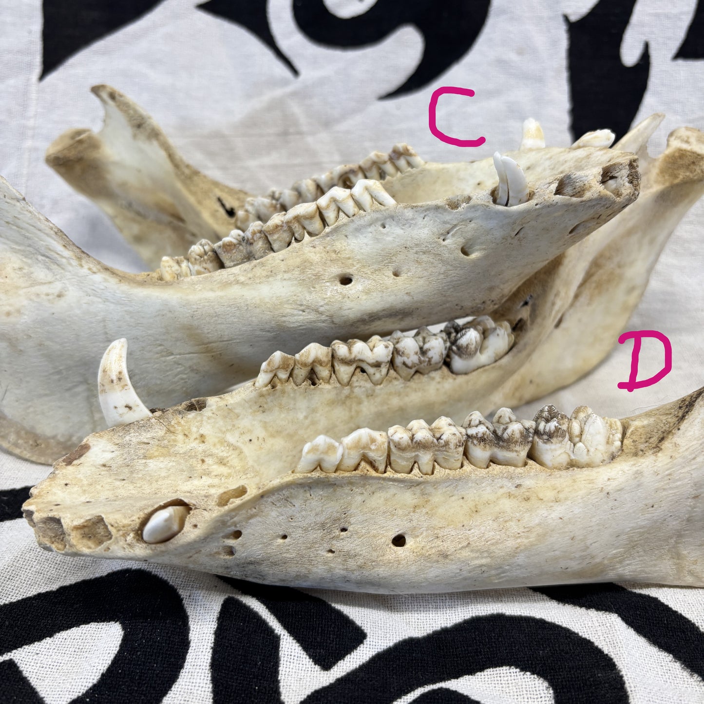 Wild boar lower jaws - Small, damaged