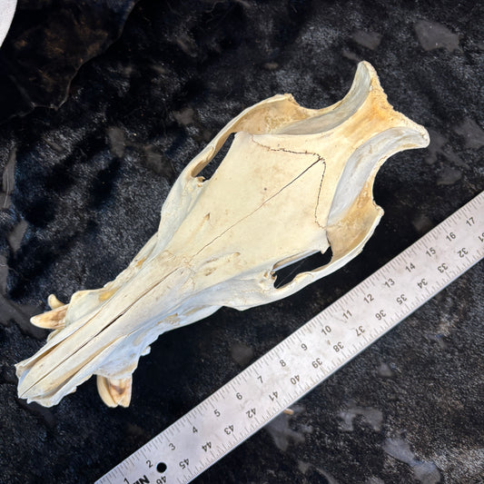 Wild boar skull - Large, whitened