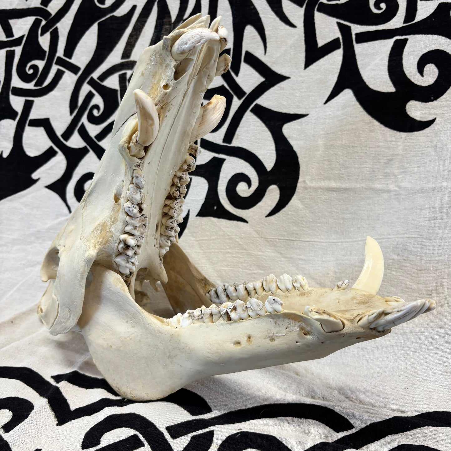 Wild boar skull - Large, whitened