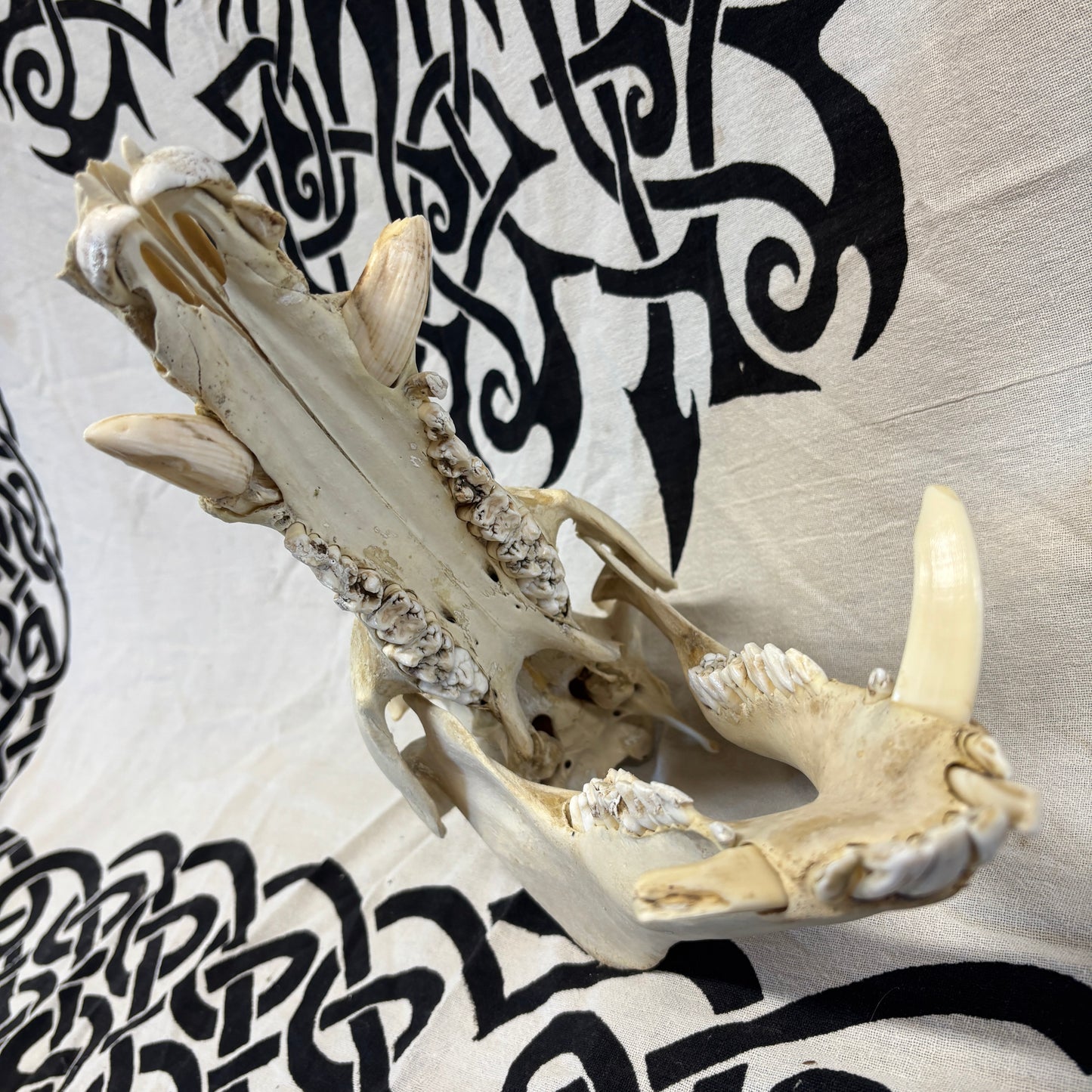 Wild boar skull - Large, whitened