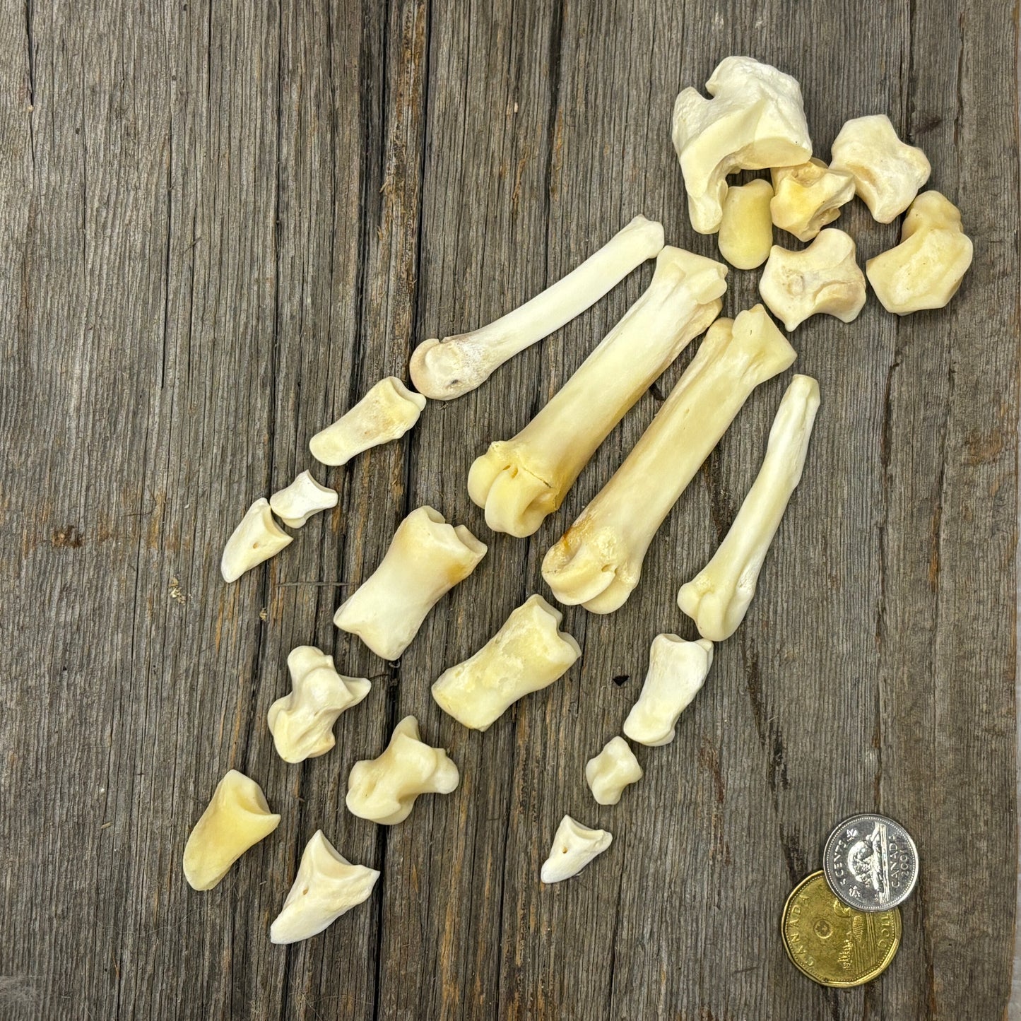 Wild boar - Bone sets