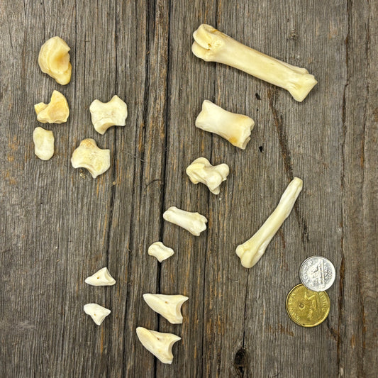 Wild boar - Bone sets