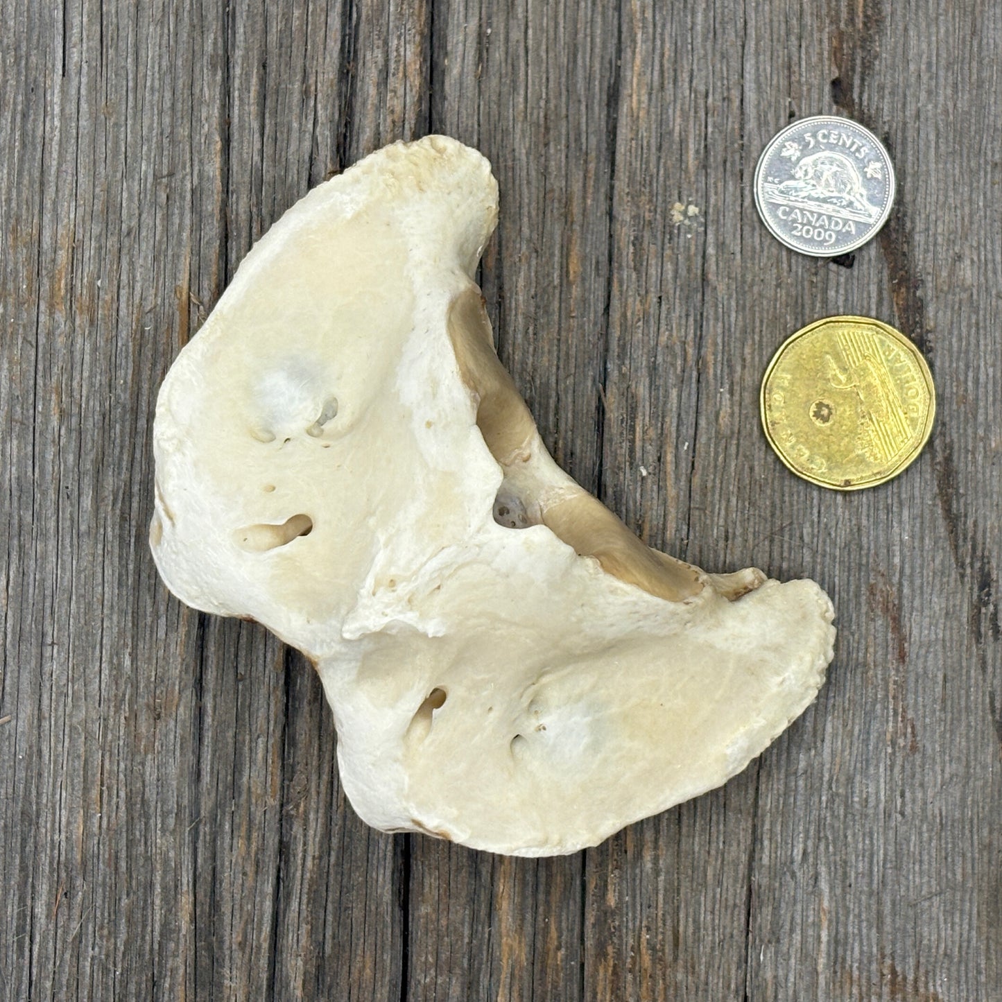 Wild boar - Bones - Atlas vertebrae