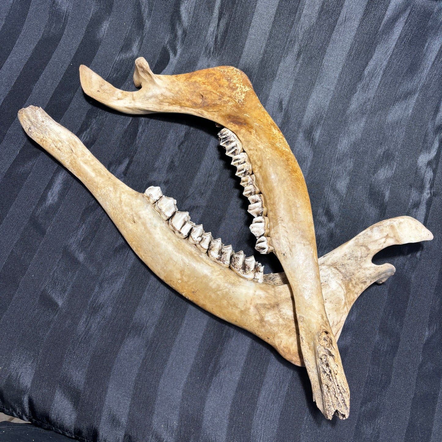 Moose Jawbones