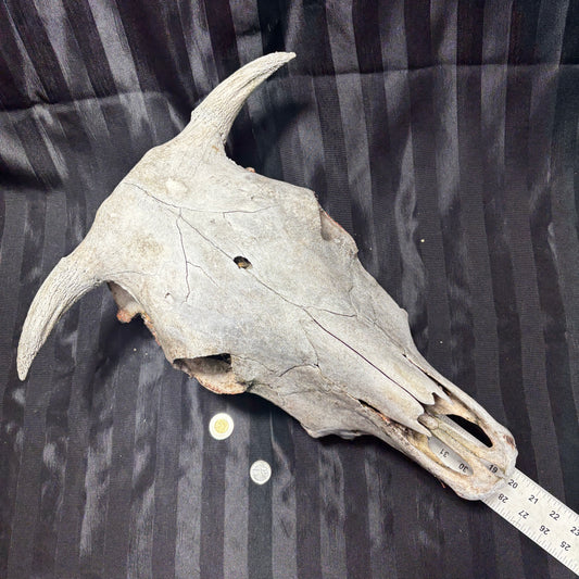 Bull Skull - Damaged, no lower jaw