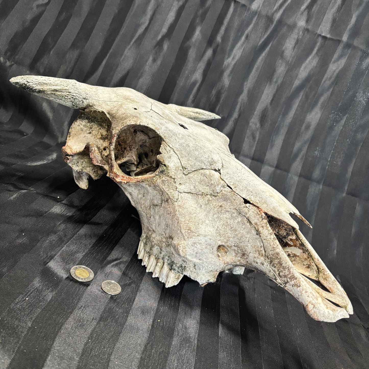 Bull Skull - Damaged, no lower jaw