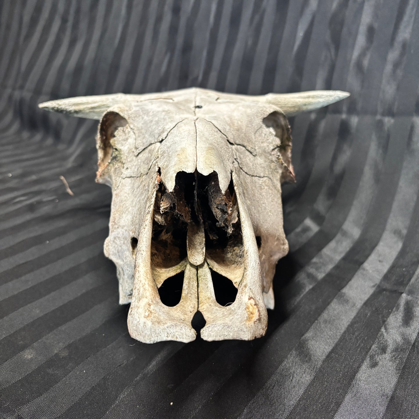 Bull Skull - Damaged, no lower jaw