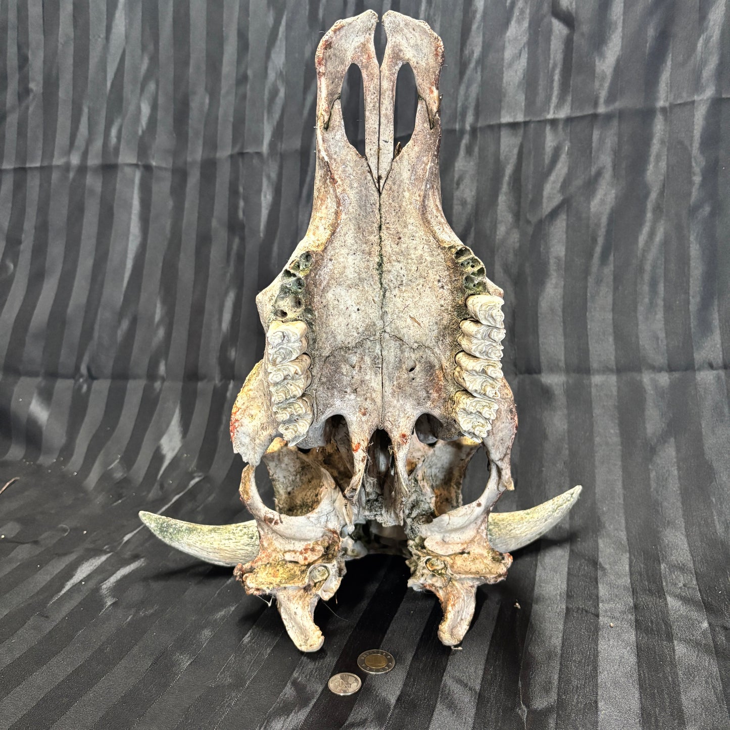 Bull Skull - Damaged, no lower jaw