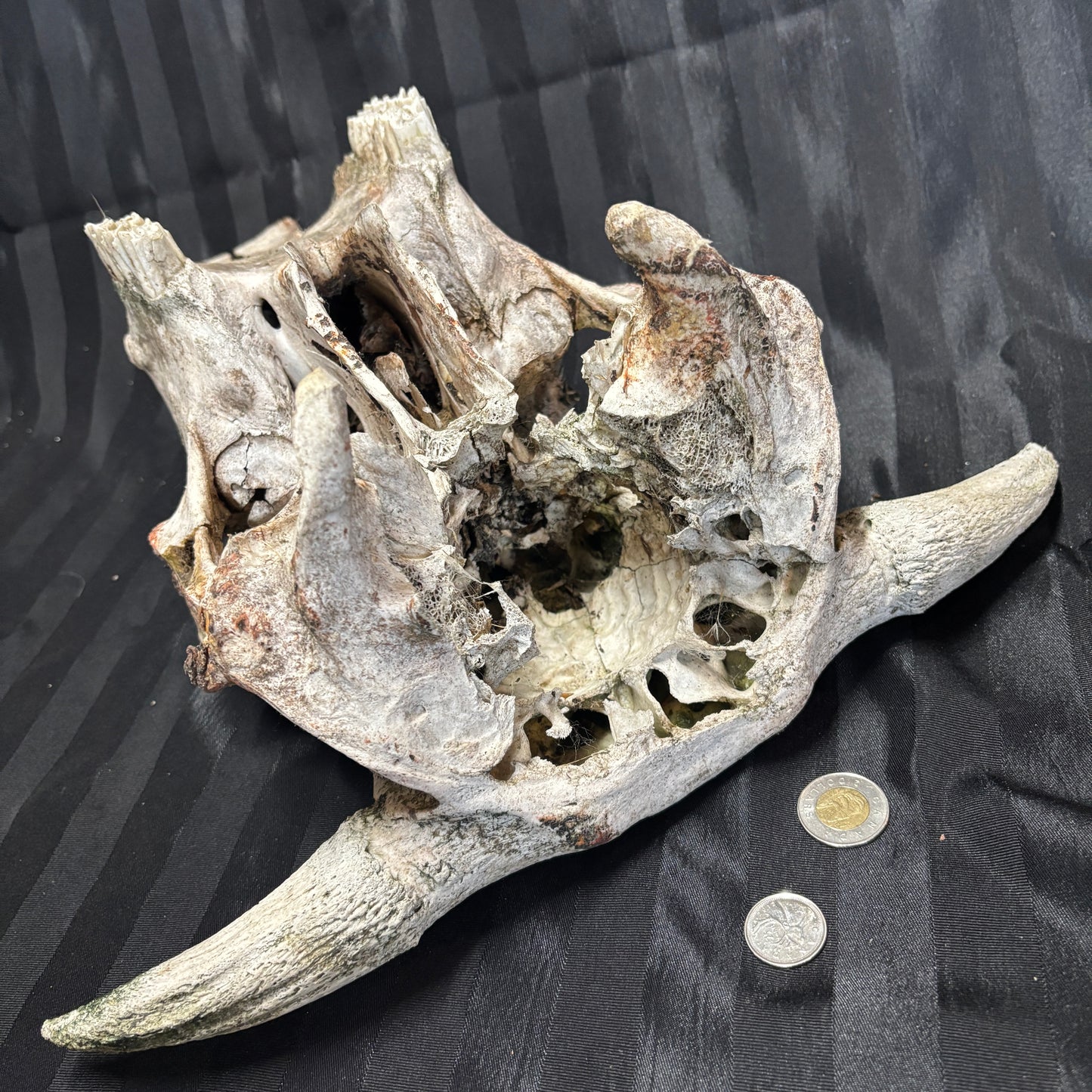 Bull Skull - Damaged, no lower jaw