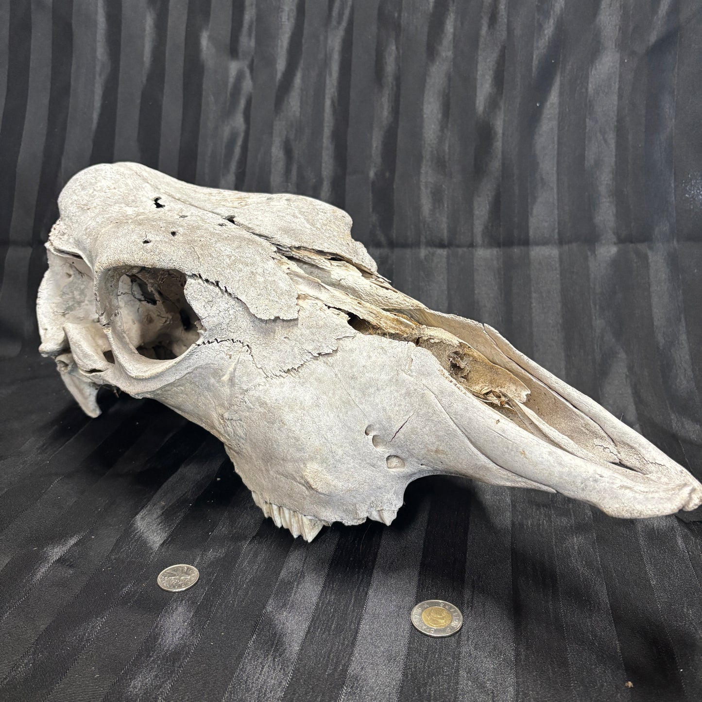 Cow Skull - Damaged, no lower jaw