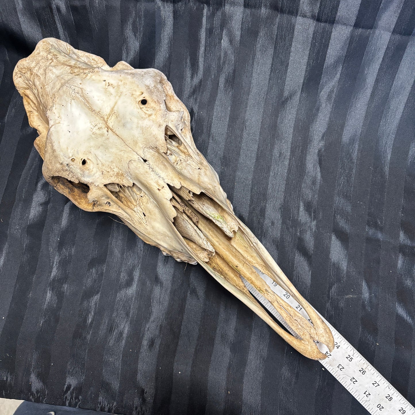 Moose skull - Female, partial, unwhitened