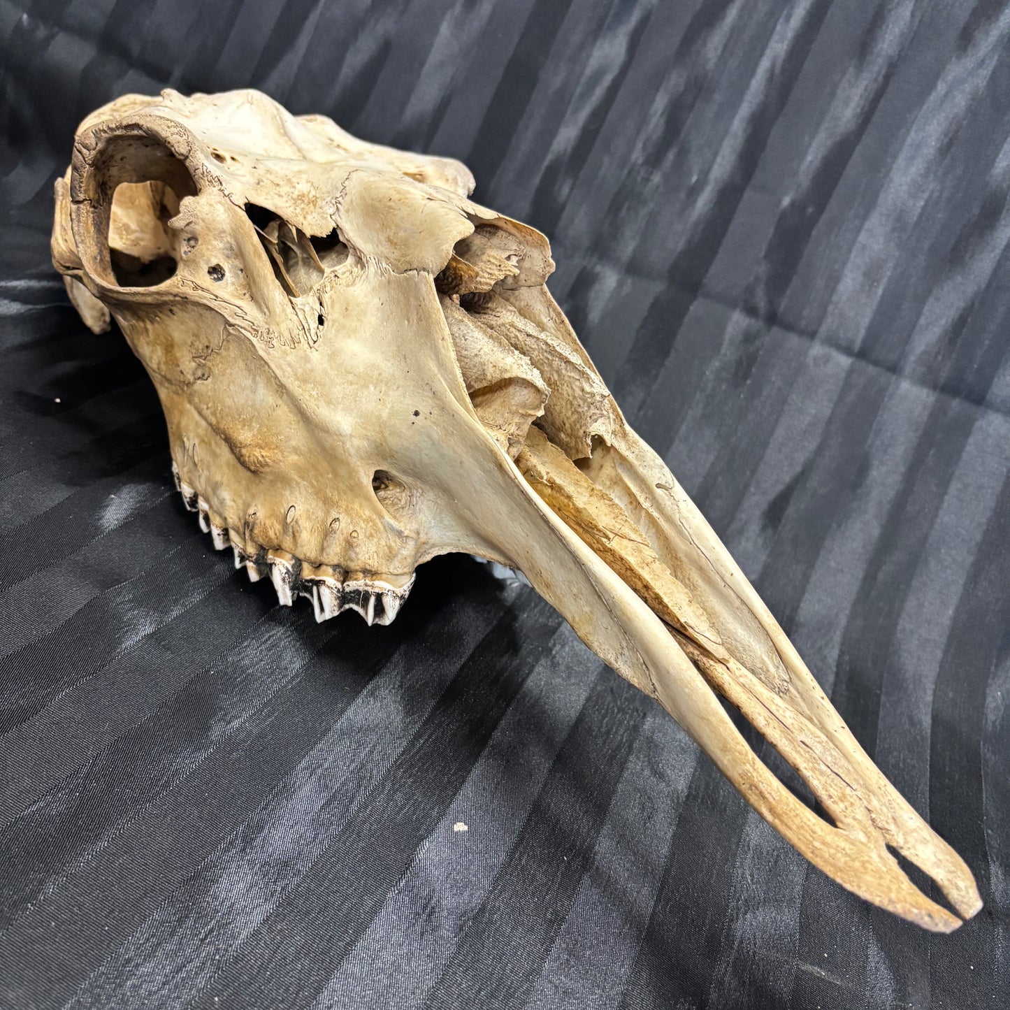 Moose skull - Female, partial, unwhitened