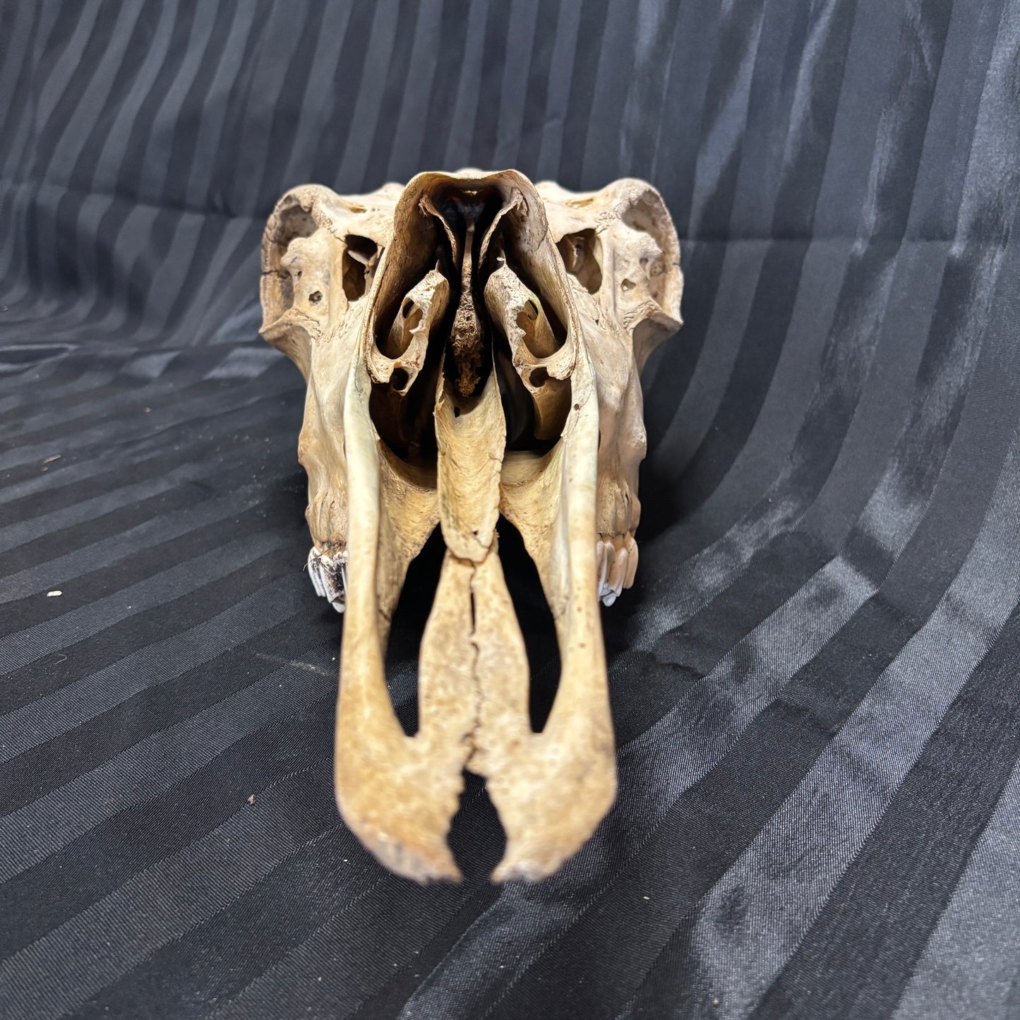 Moose skull - Female, partial, unwhitened