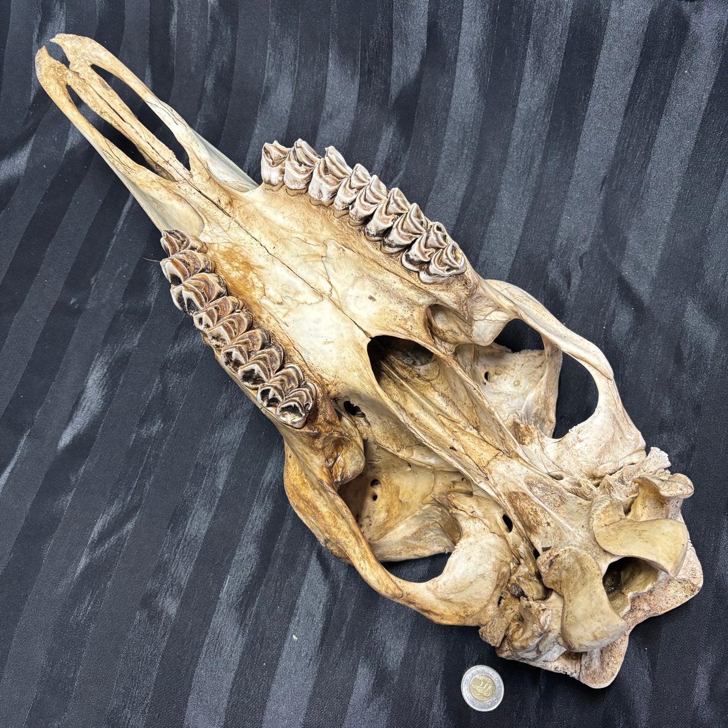 Moose skull - Female, partial, unwhitened