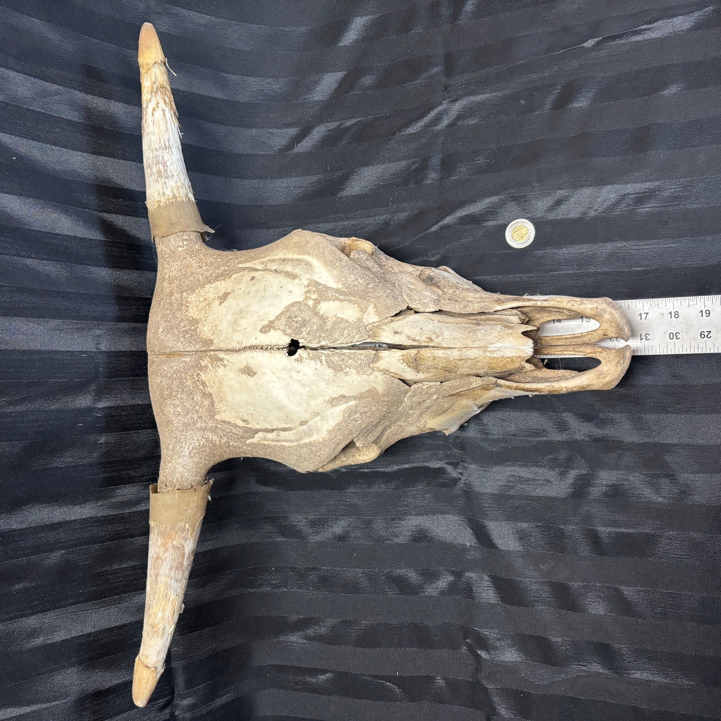 Bull Skull with horns - Damaged, no lower jaw