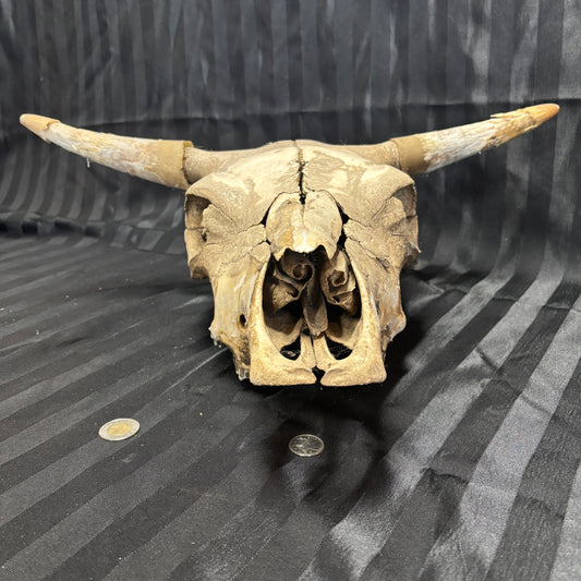 Bull Skull with horns - Damaged, no lower jaw