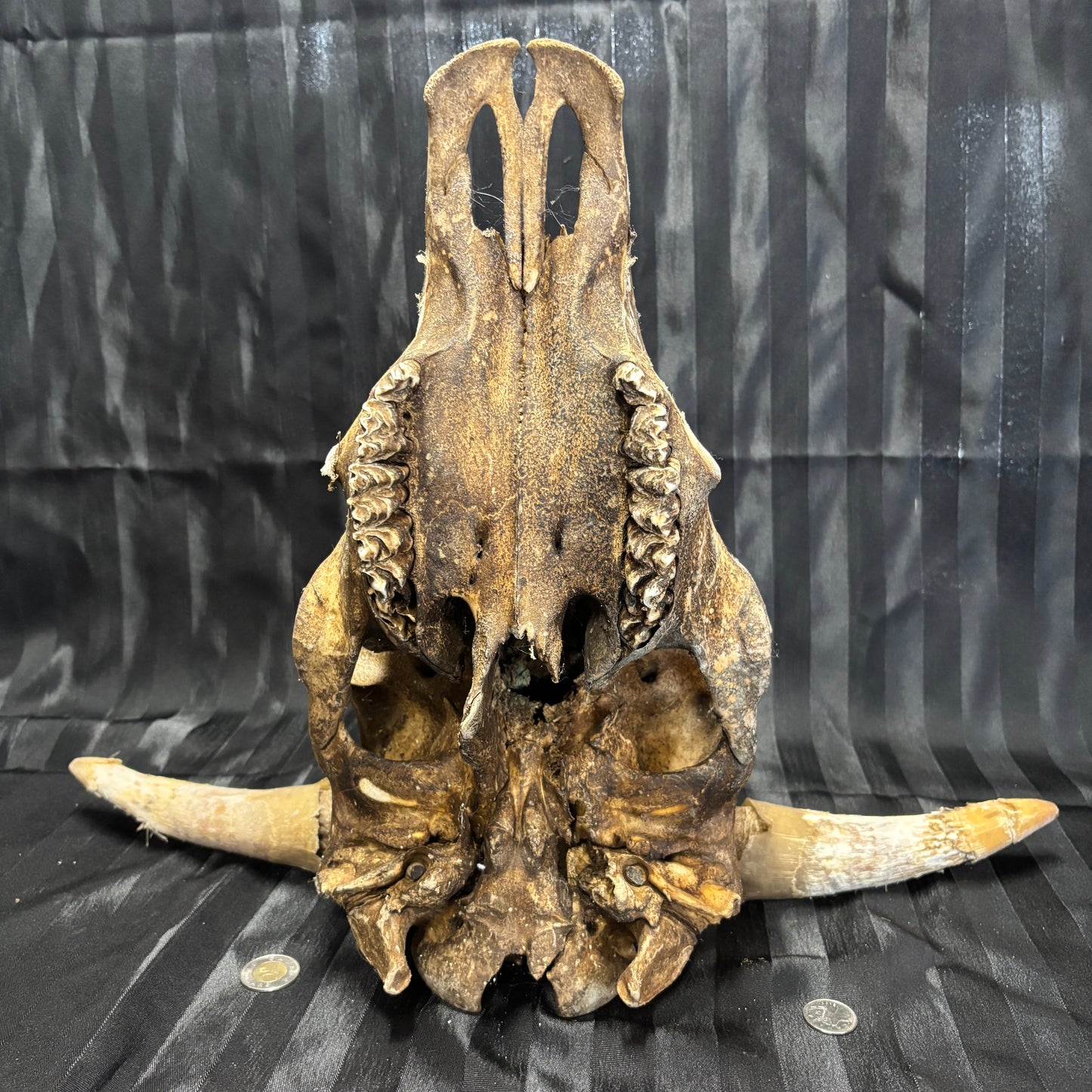 Bull Skull with horns - Damaged, no lower jaw