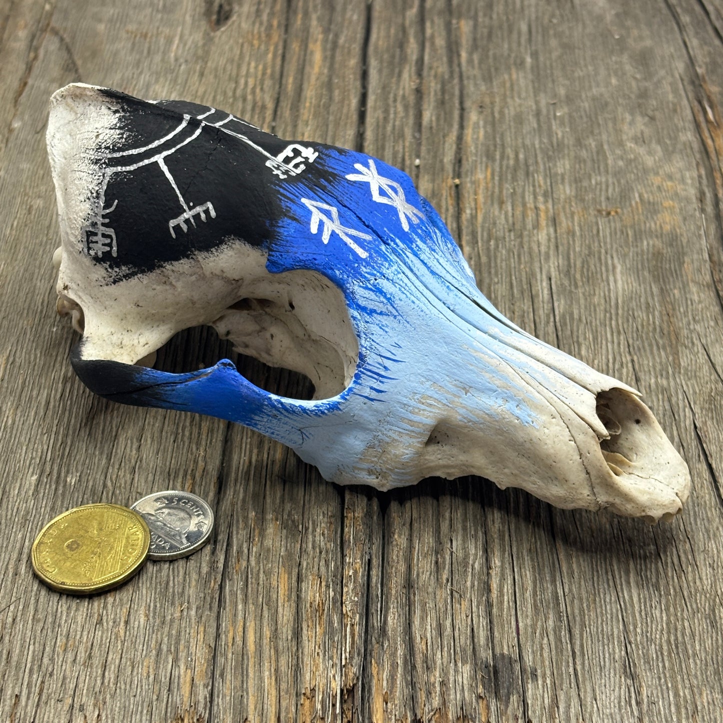 Coyote skull - Ice Völva