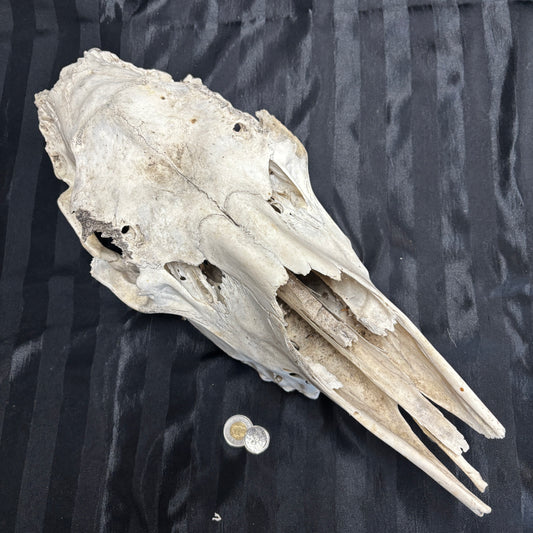 Moose skull - Female, partial, damaged