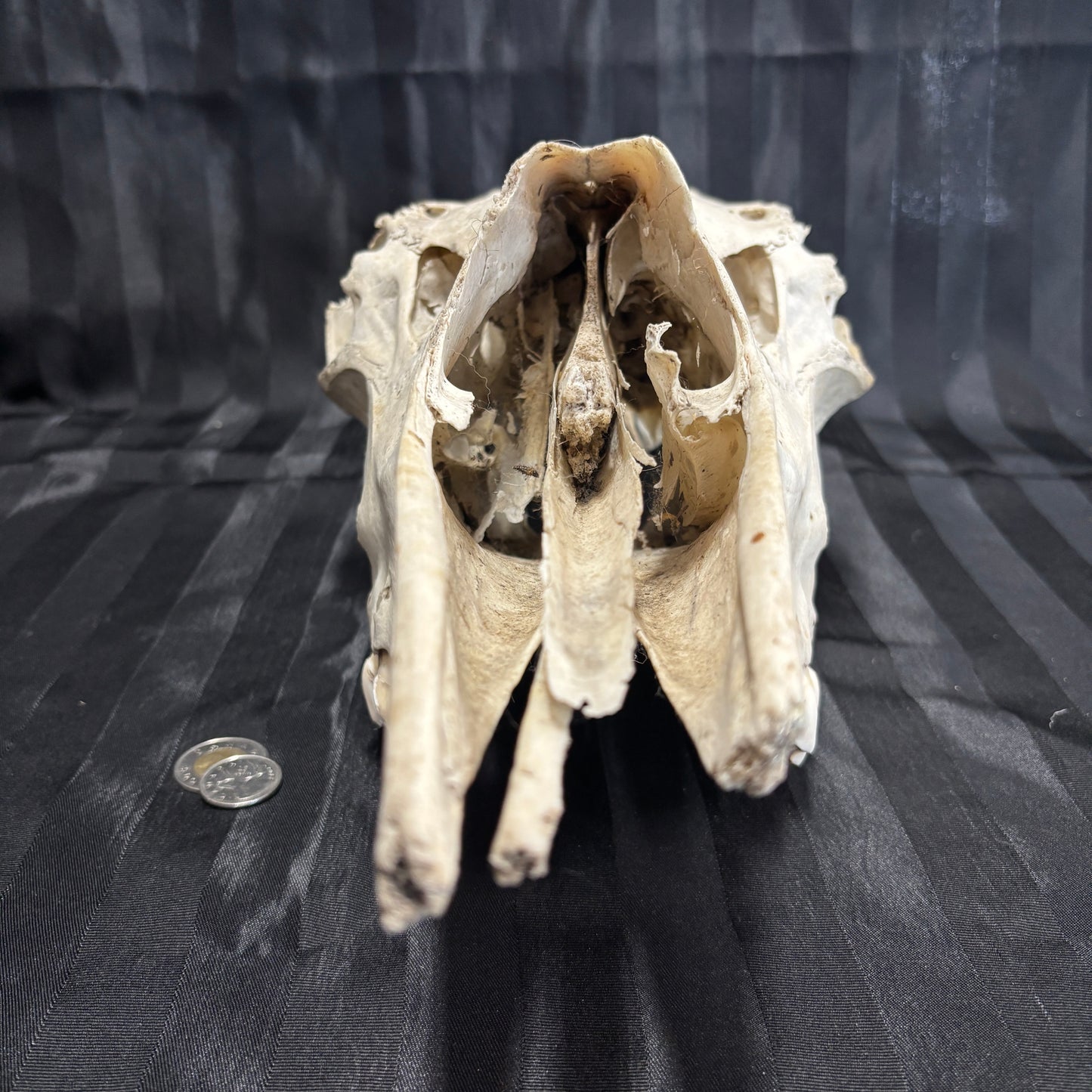 Moose skull - Female, partial, damaged