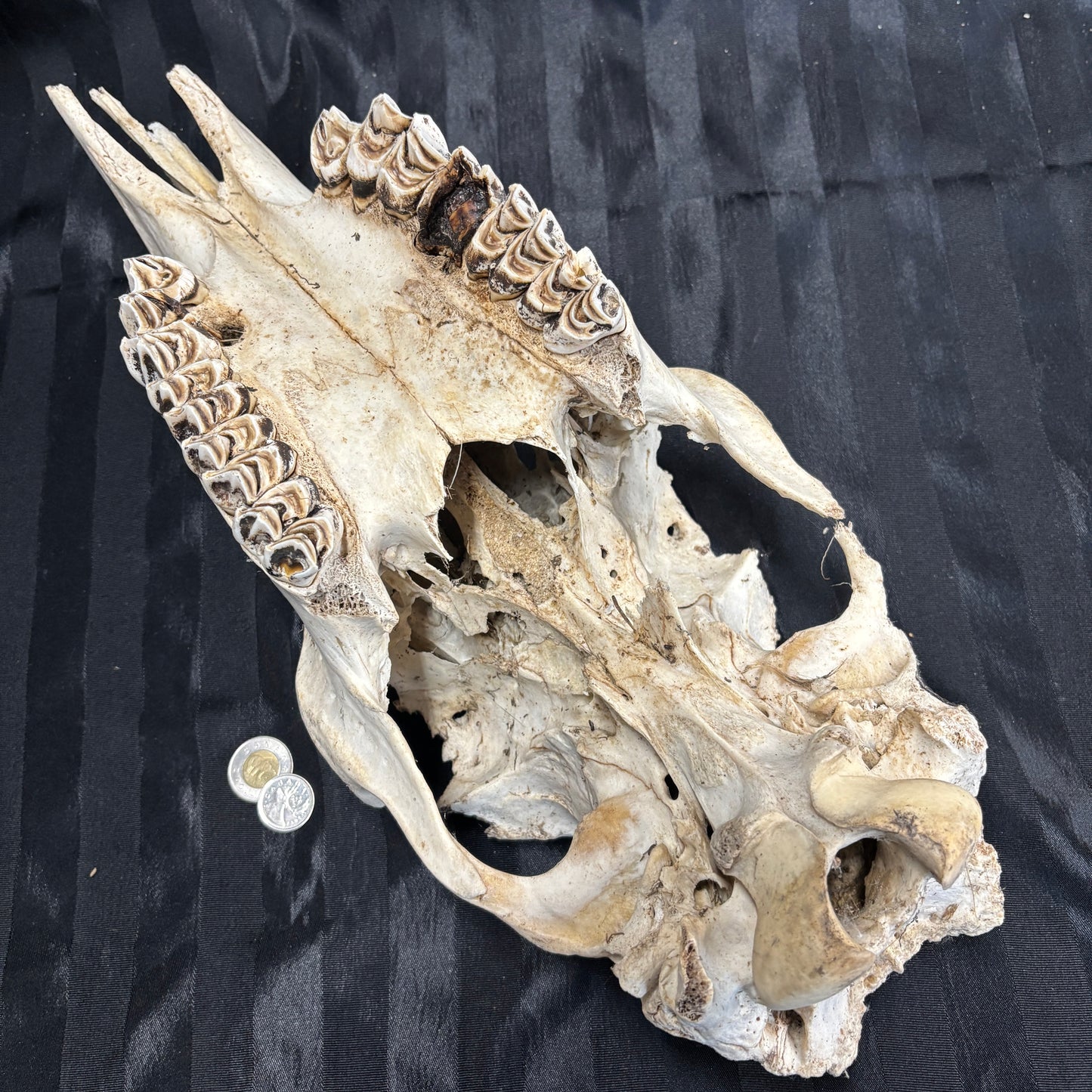 Moose skull - Female, partial, damaged