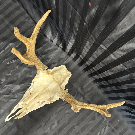 Moose skull - irregular 6 points, damaged