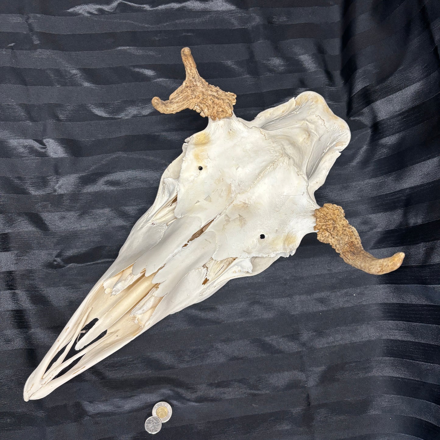 Moose skull - irregular 3 points