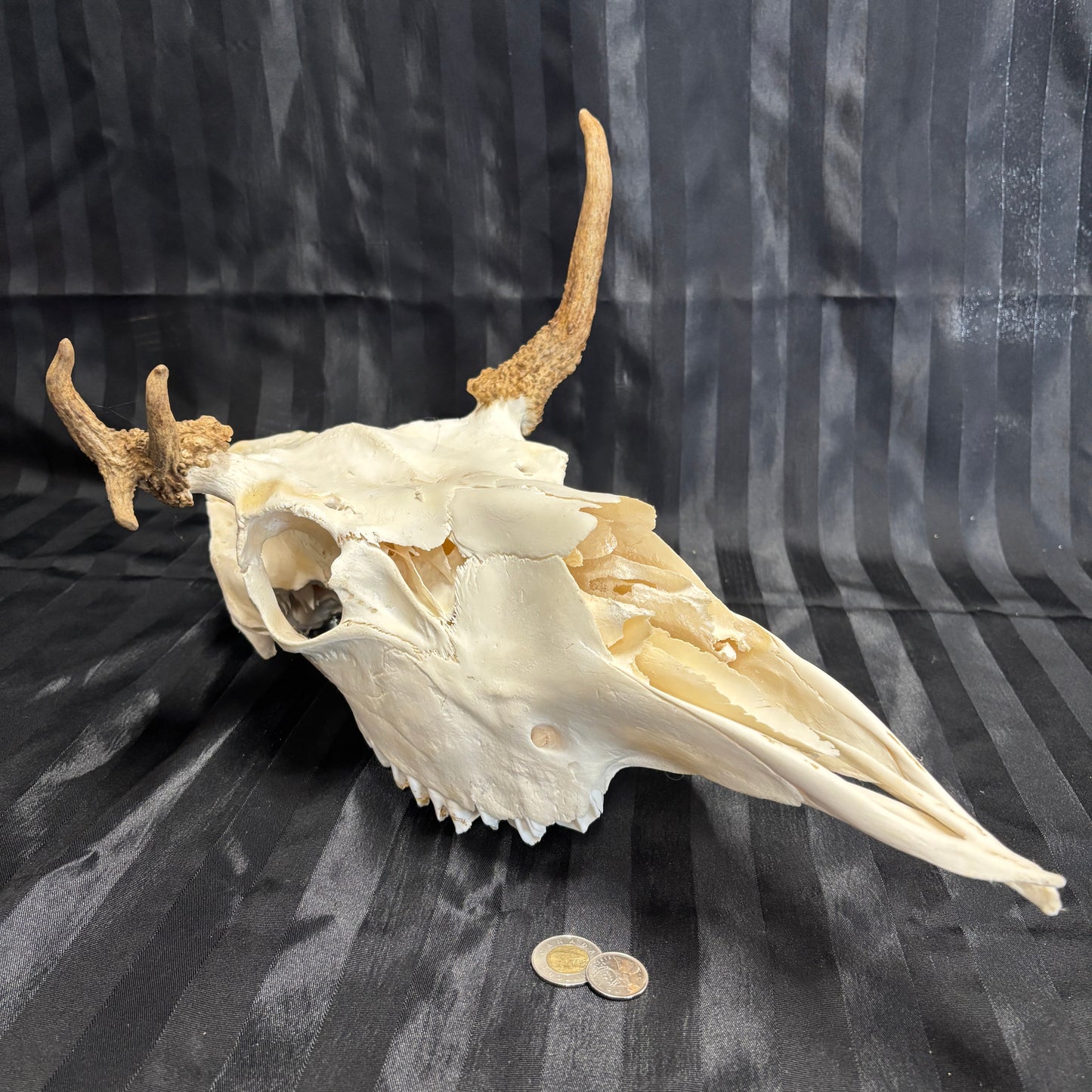 Moose skull - irregular 3 points