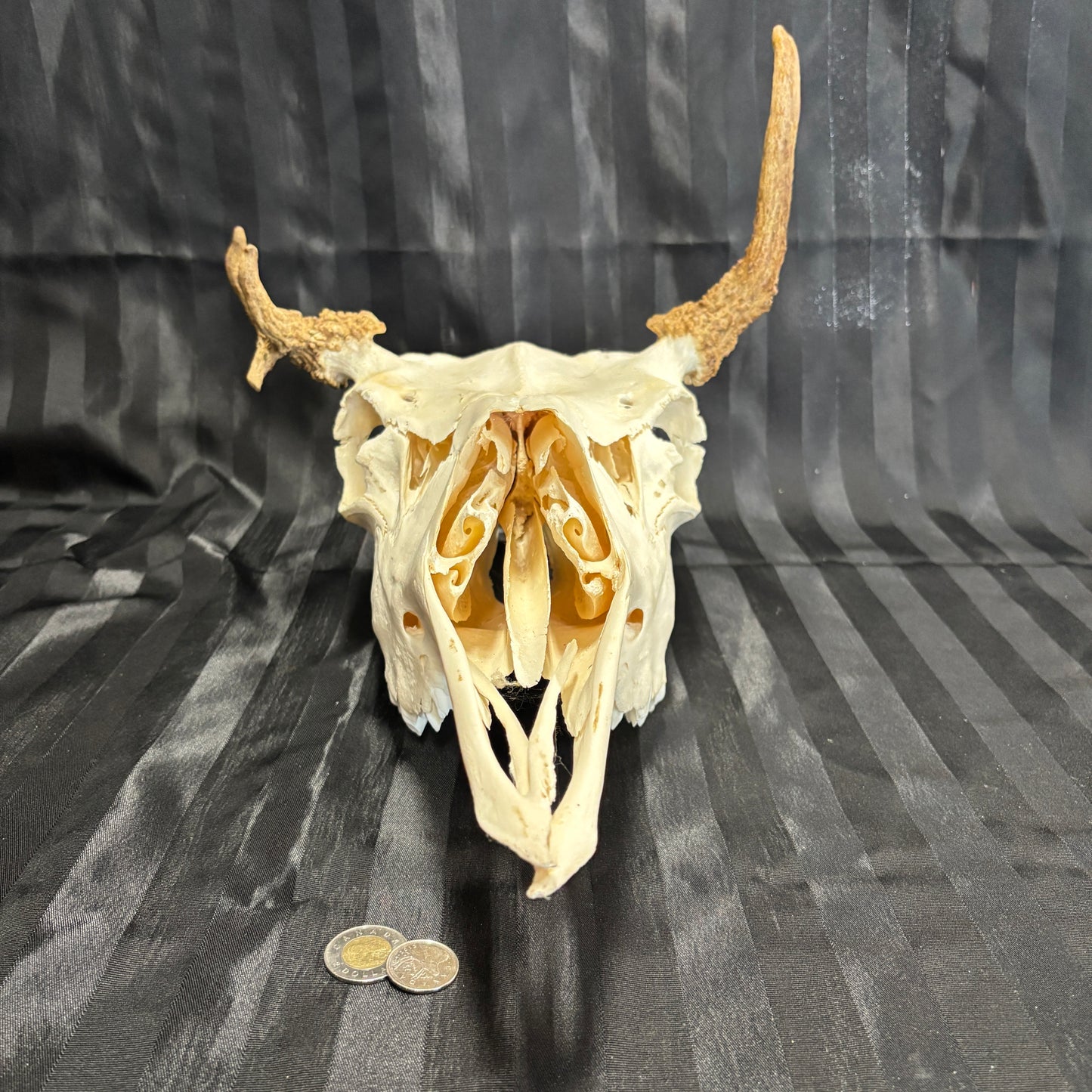 Moose skull - irregular 3 points