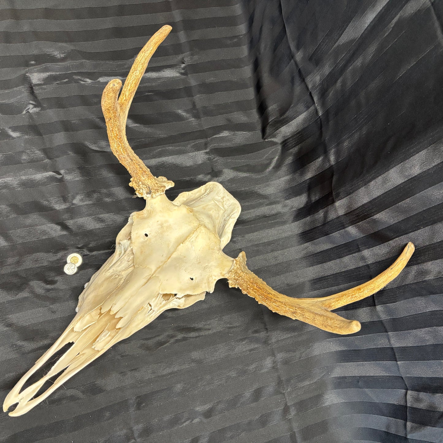 Moose skull - 4 points, slightly damaged