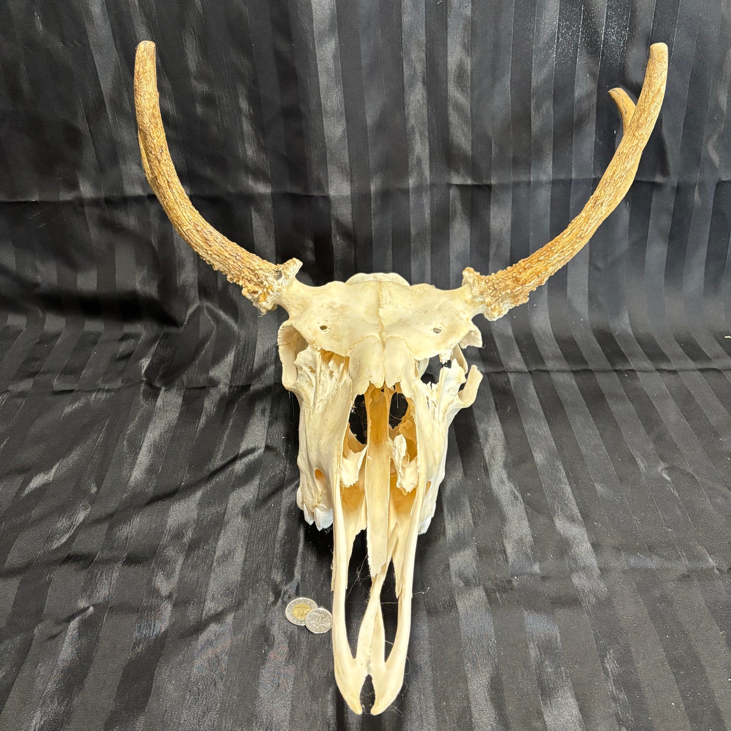 Moose skull - 4 points, slightly damaged