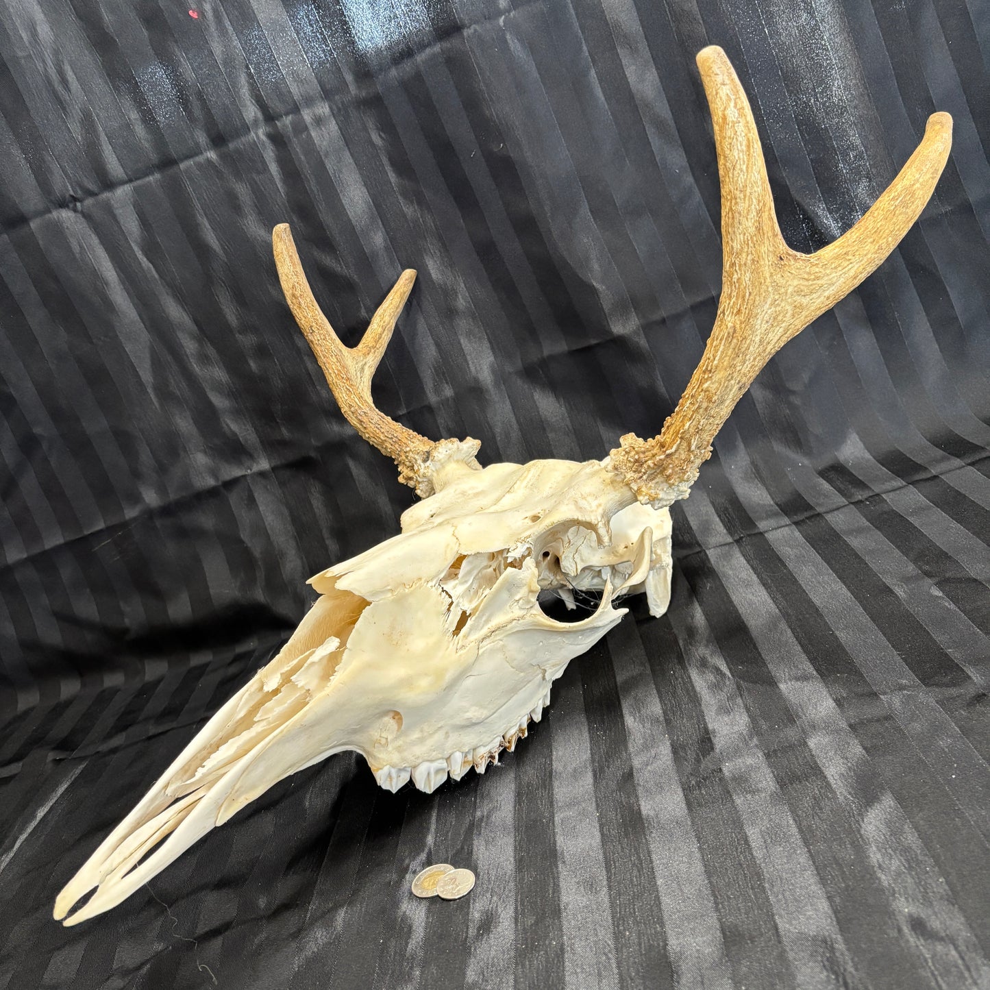 Moose skull - 4 points, slightly damaged