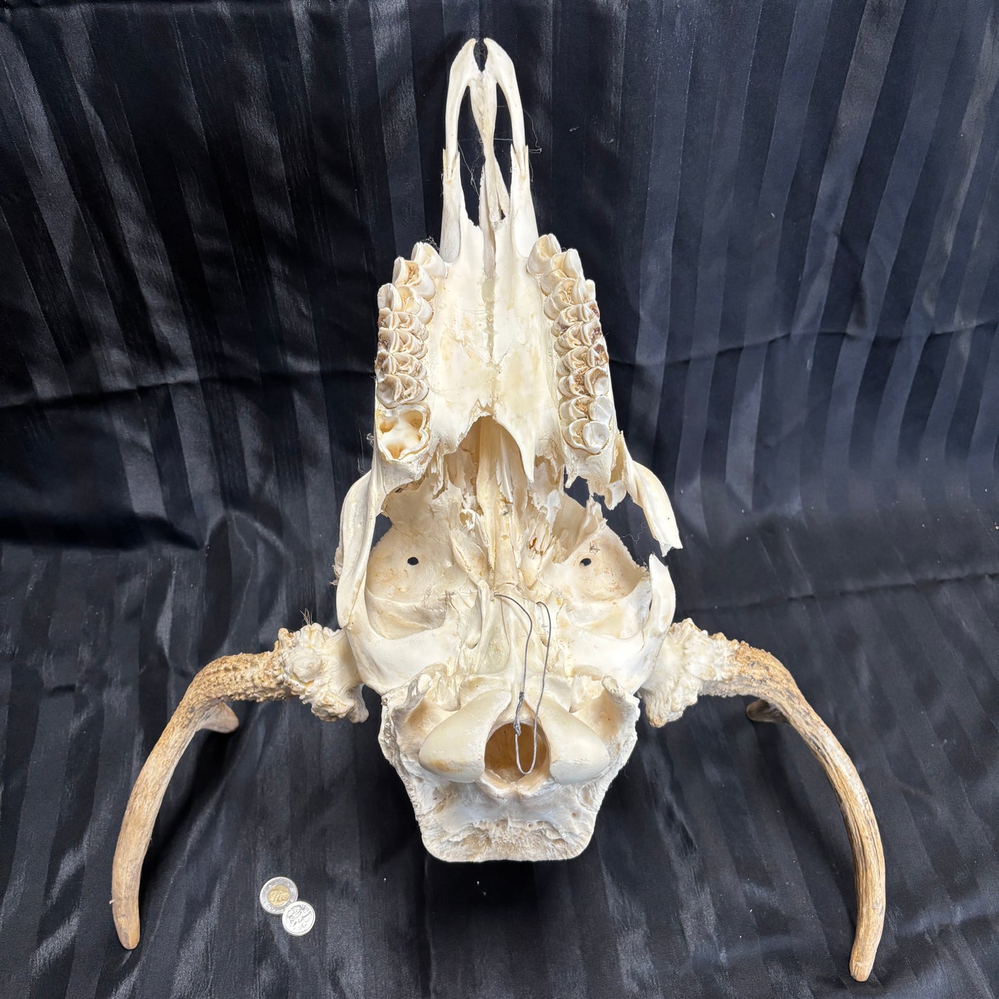 Moose skull - 4 points, slightly damaged