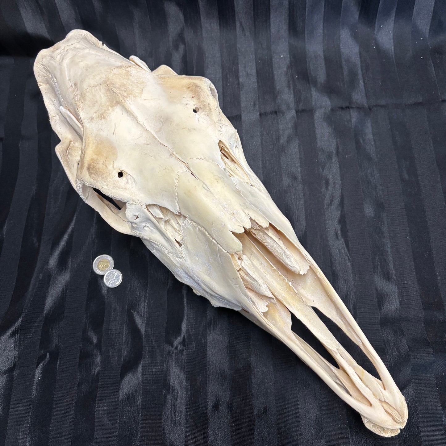 Moose skull - Female, missing incisors